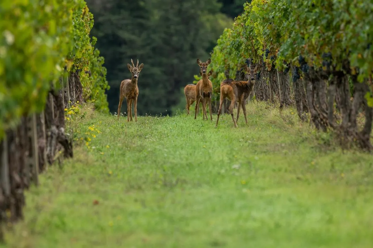 Viticcio Villa Greve in Chianti Farm stay